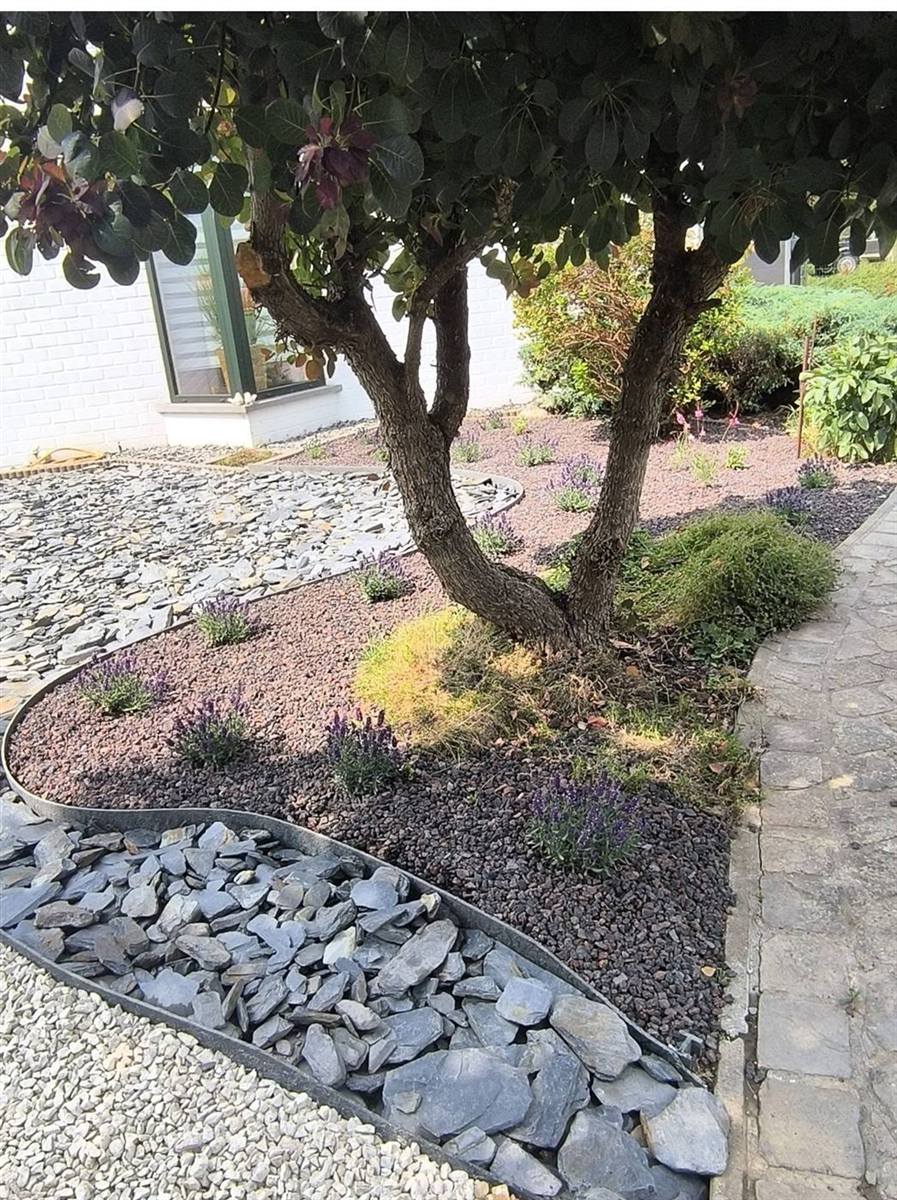 Arbre, galets et lavandes dans un massif sur mesure