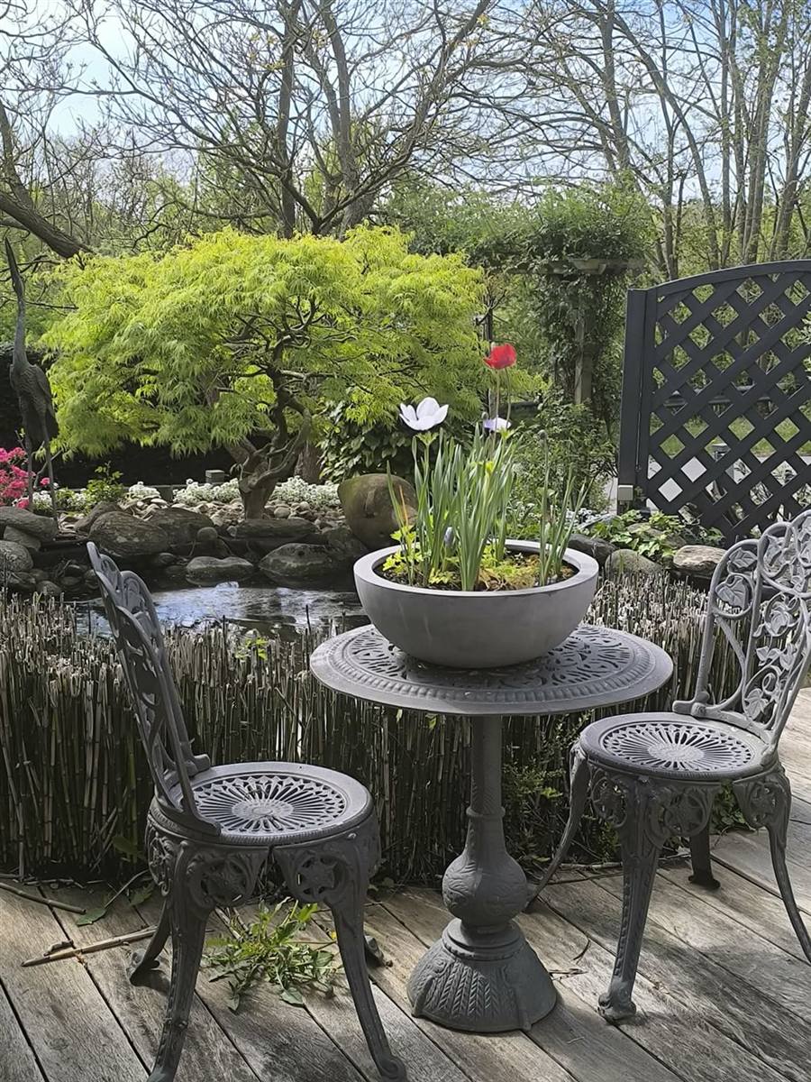 Coin repos près d'un bassin avec érable du Japon, jardin naturel