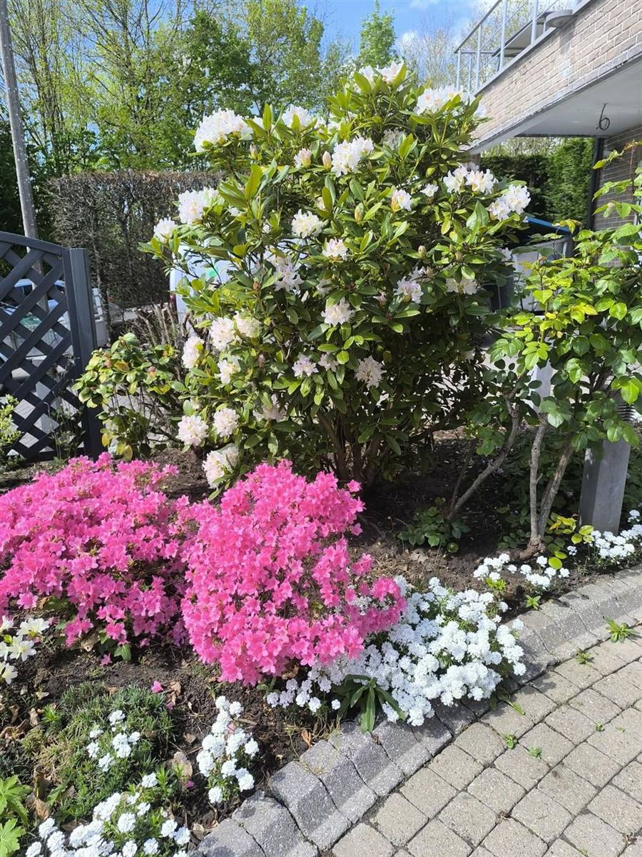 Massif fleuri d'azalées et rhododendrons, jardin naturel