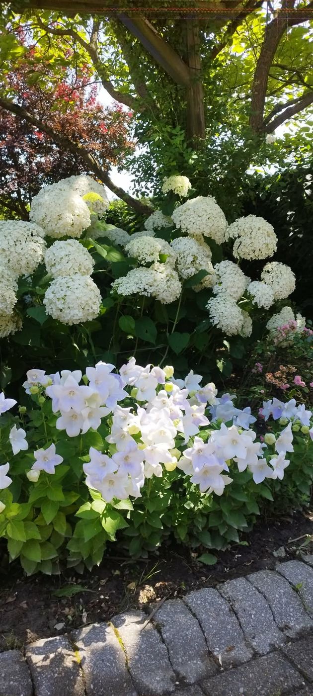Massif d'hortensias blancs et campanules, jardin naturel