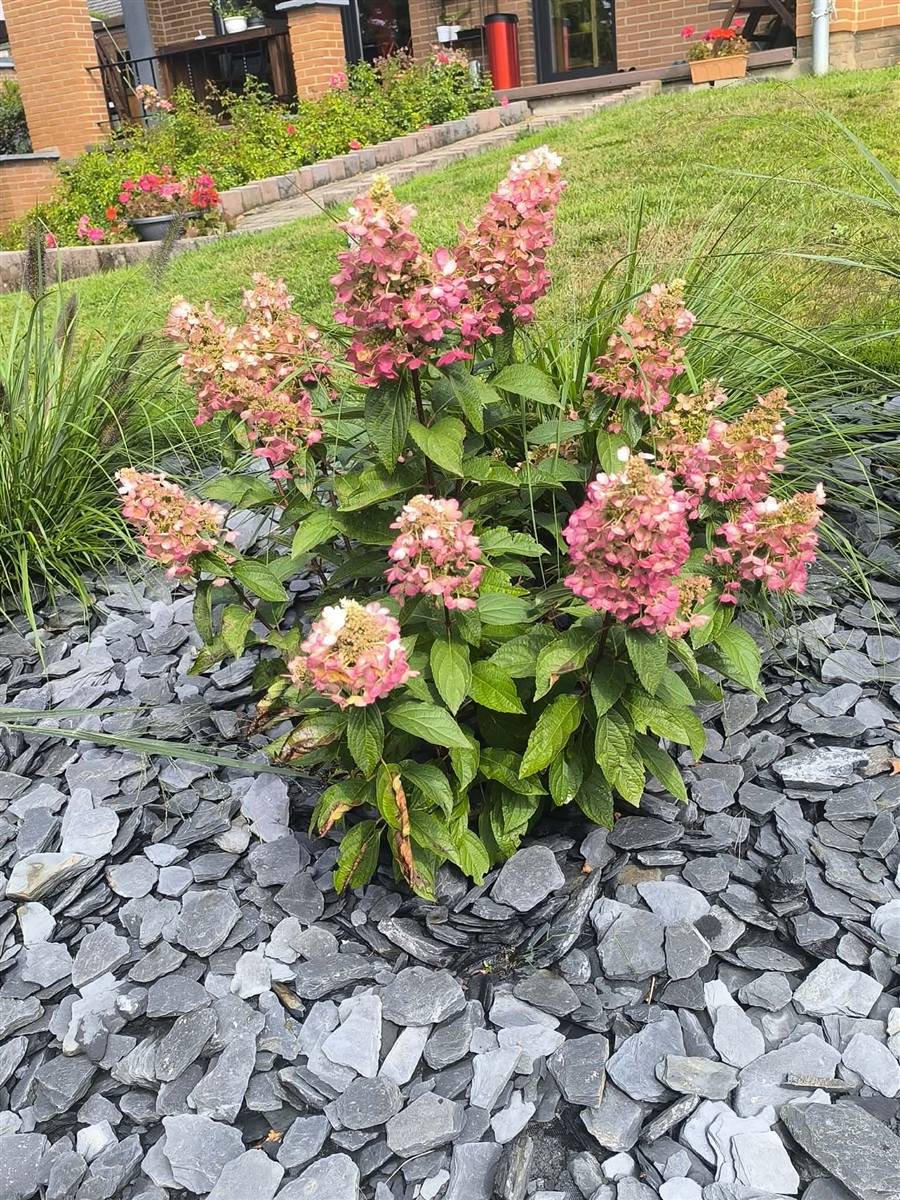 Massif d'hortensias avec paillage en ardoise, jardin naturel