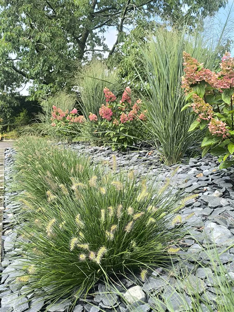 Paillage en ardoise avec graminées et hortensias, jardin naturel