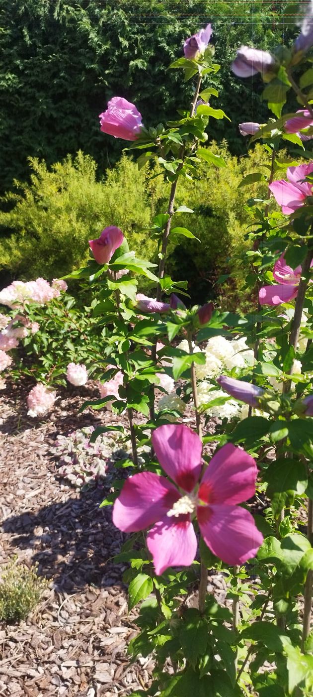 Massif fleuri avec paillage en écorce, jardin naturel