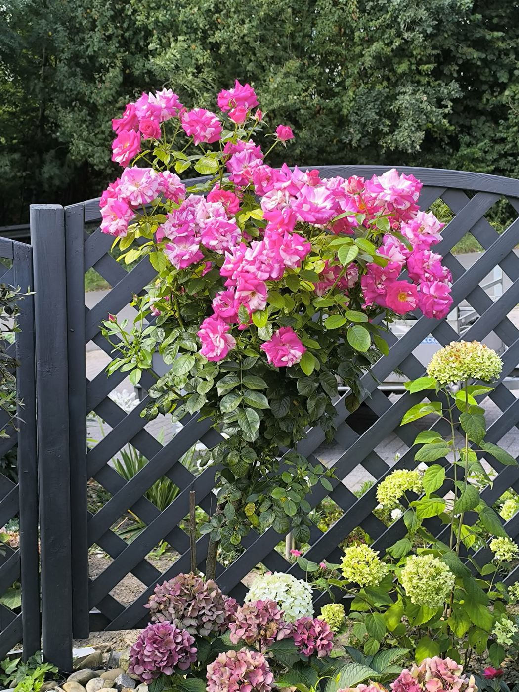 Roses grimpantes et hortensias, jardin naturel